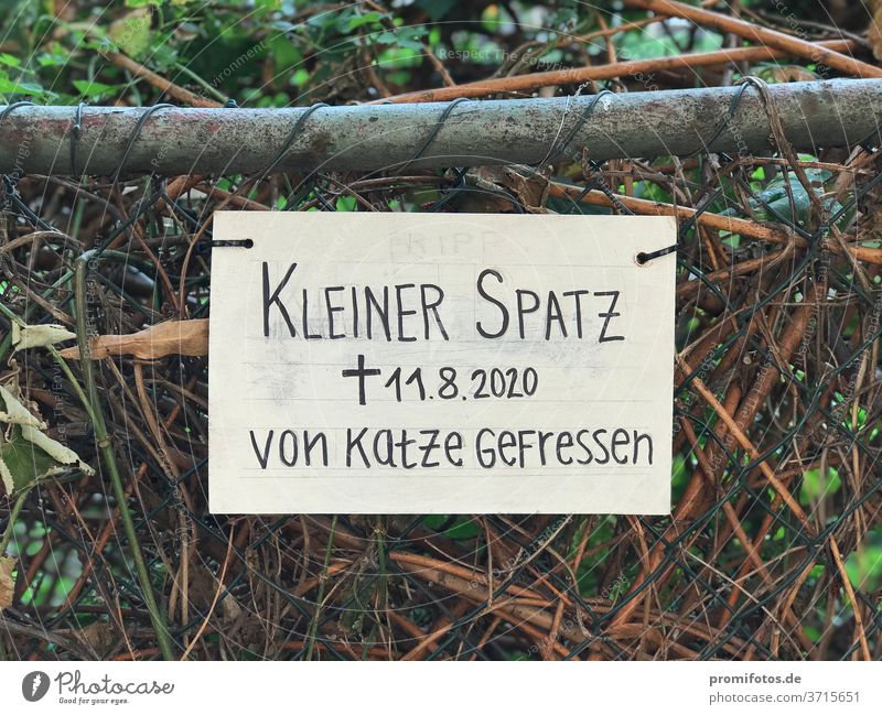 Sign: Little sparrow eaten by cat. Seen in Berlin. Photo: Alexander Hauk Cat Sparrow Bird animals Nature Fence shrubby daylight Exterior shot Deserted sign