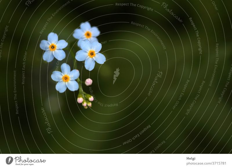 Forget-me-not flowers and buds against a dark green background bleed wild flower Plant Nature Summer Blossoming Close-up Exterior shot Shallow depth of field