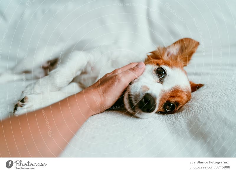 woman hand touching a cute relaxed jack russell dog lying on sofa, resting and relaxing. Pets indoors bed home sleeping tired lying back portrait adorable