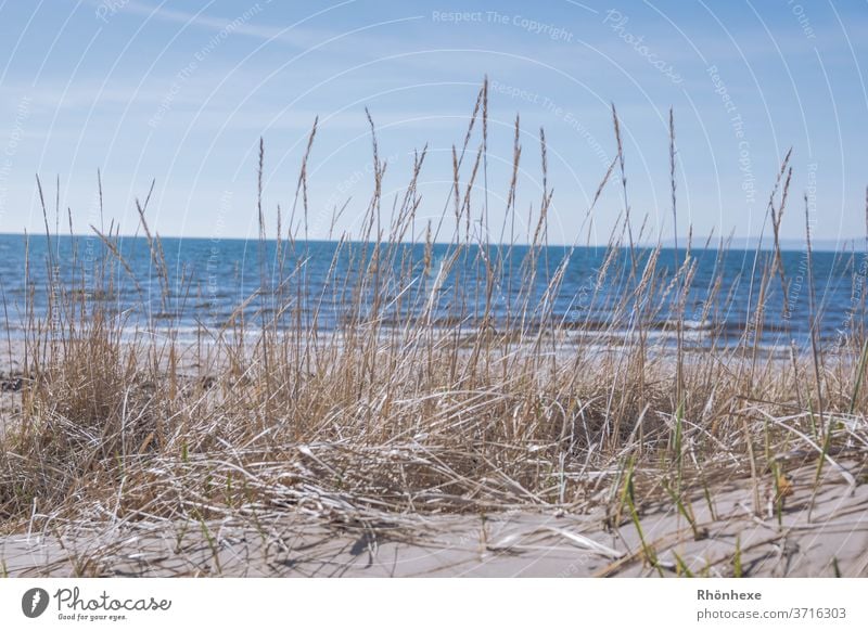 Dune-grass at the sea ,( Firth of clyde ) near Ayr in Scotland dune Sand Sky Exterior shot Vacation & Travel Nature Deserted Landscape Day Colour photo