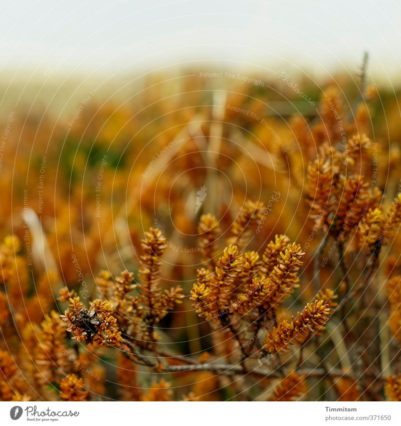 Plant bio toothbrush, vulg. Environment Nature Landscape Bushes Denmark Growth Simple Natural Brown Colour photo Subdued colour Exterior shot Deserted Day