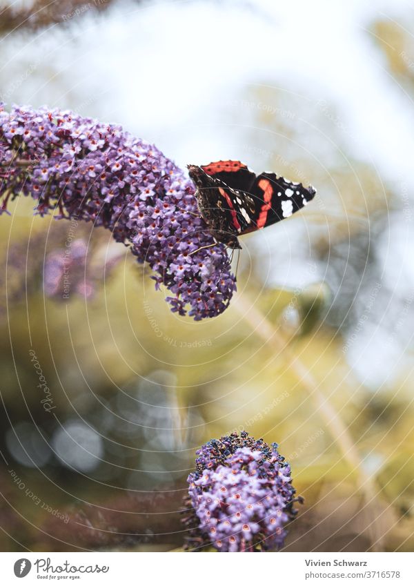 OLYMPUS DIGITAL CAMERA Macro butterfly nature bokeh summer life colors soft beautiful flowers