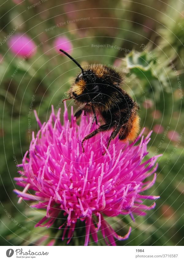 Big bumblebee Bumble bee Pollen variegated Nature Plant flowers Summer Nectar Animal Flying Exterior shot Colour photo Garden