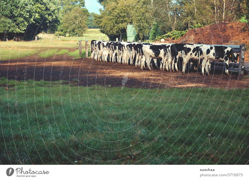 cows in the pasture eating Willow tree To feed be fed Keeping of animals Nature Agriculture Farm Farm animal Meadow Grass chill cattle Herd Environment