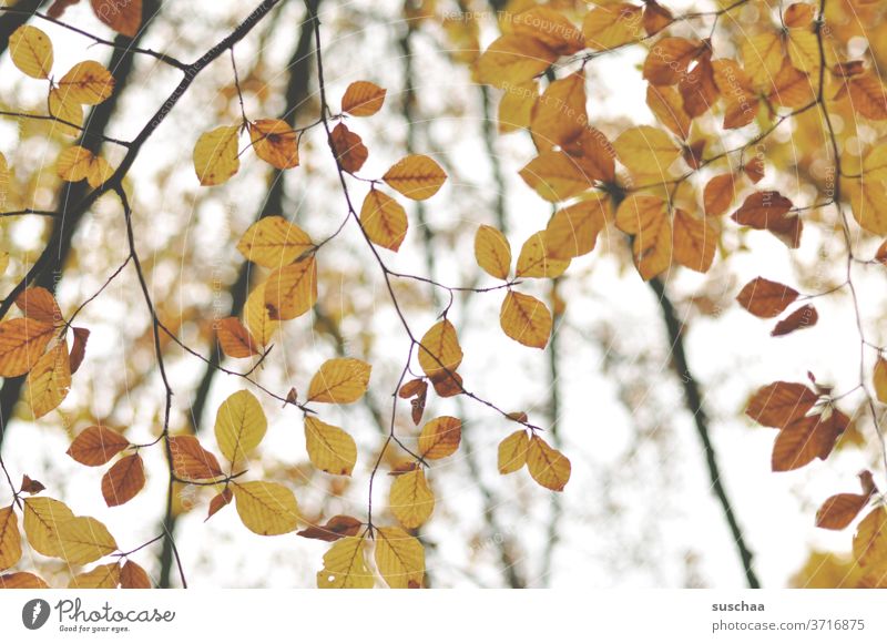 autumn leaves Autumn Season melancholy branches foliage Autumn leaves Nature tree Autumnal Autumnal colours Twigs and branches Early fall Transience change