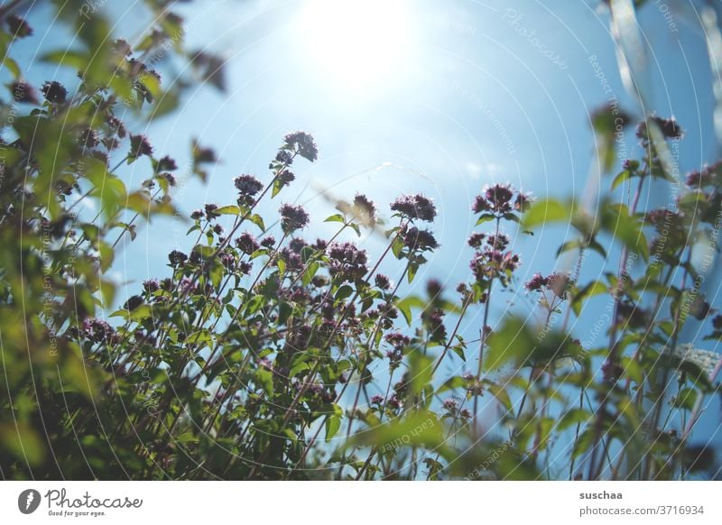 summer, sun and a flower meadow Summer Summery Meadow Flower meadow flowers Sun Sunlight warming Warmth wax Growth plants Photosynthesis Sky Grass bleed