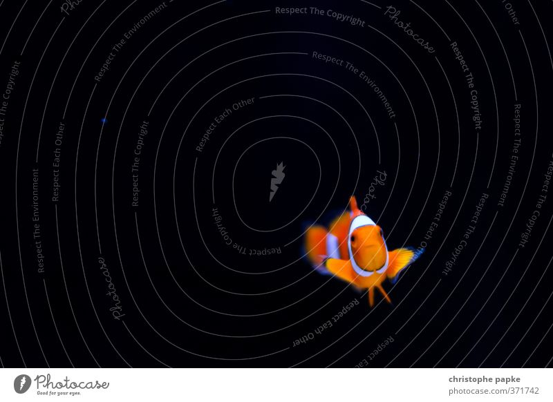 Found... (Nemo) Animal Pet Fish Animal face Aquarium 1 Swimming & Bathing Cute Clown fish Colour photo Interior shot Close-up Underwater photo Deserted