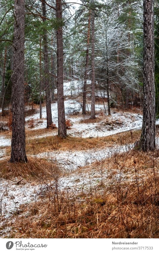 The first snow in the forest Contrast Light Deserted Exterior shot Colour photo Coniferous forest Spruce Winter mood Winter forest Winter's day Loneliness