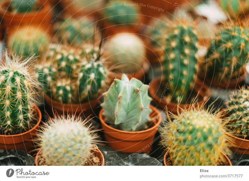 Various cacti Cactus garden centre plants Thorny Botany various flowerpots Small Breed shank