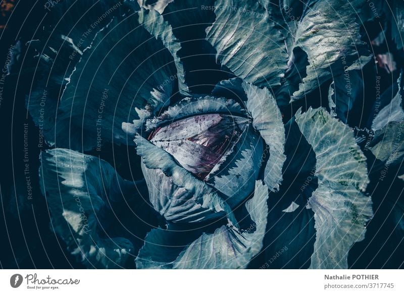 Red cabbage in vegetable garden seen from above red cabbage planting harvesting leaves flat lay sun shadow farming vegetarian nature rural growing agriculture