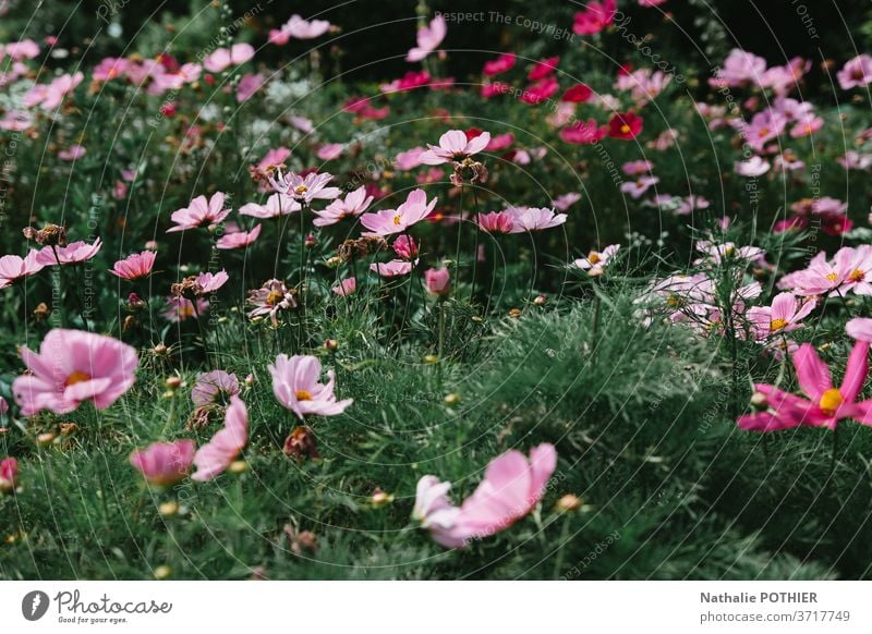 Flower bed pink cosmos in the garden in sumer flower bed vivid colourful purple tranquil violet bloom summertime flowers tone many blossom Blossoming Spring