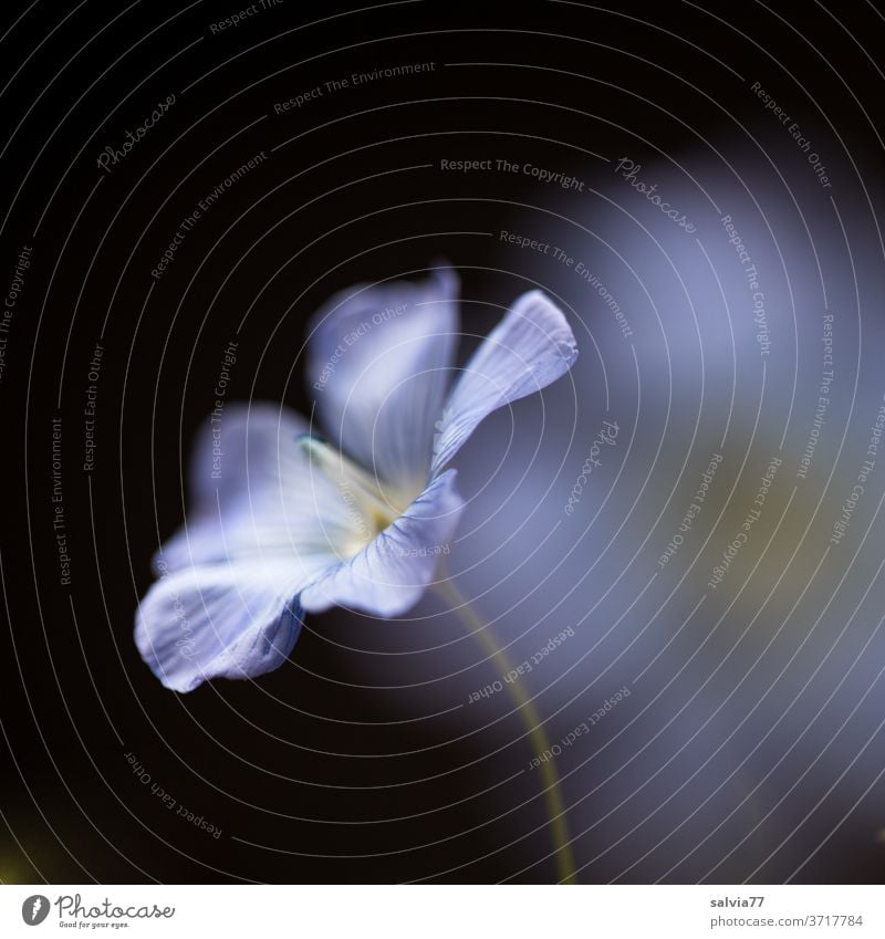 filigree linen flower Blossom Flax linseed blossom Nature Agricultural crop Plant light blue Delicate black background Close-up pretty Blue Flower