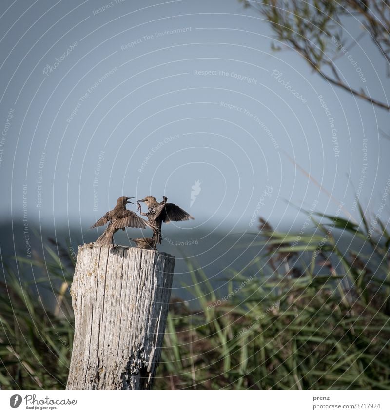 Stare Starling birds Bodden Colour photo Deserted Nature Environment Wild animal two Funny communication Judder