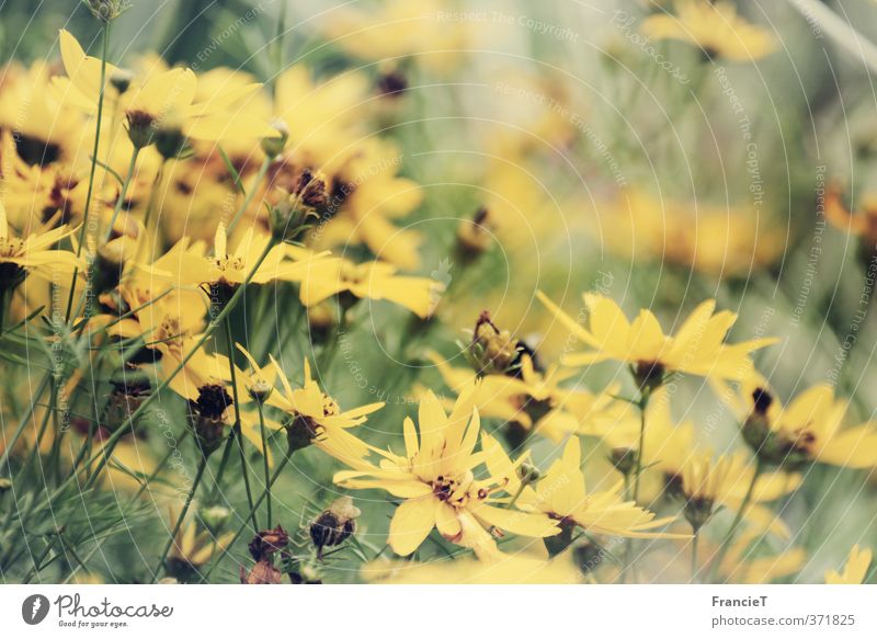 summer flowers Nature Plant Summer Wind Flower Blossom Jerusalem artichoke Garden Park Blossoming Fragrance Growth Thin Natural Positive Retro Beautiful Soft