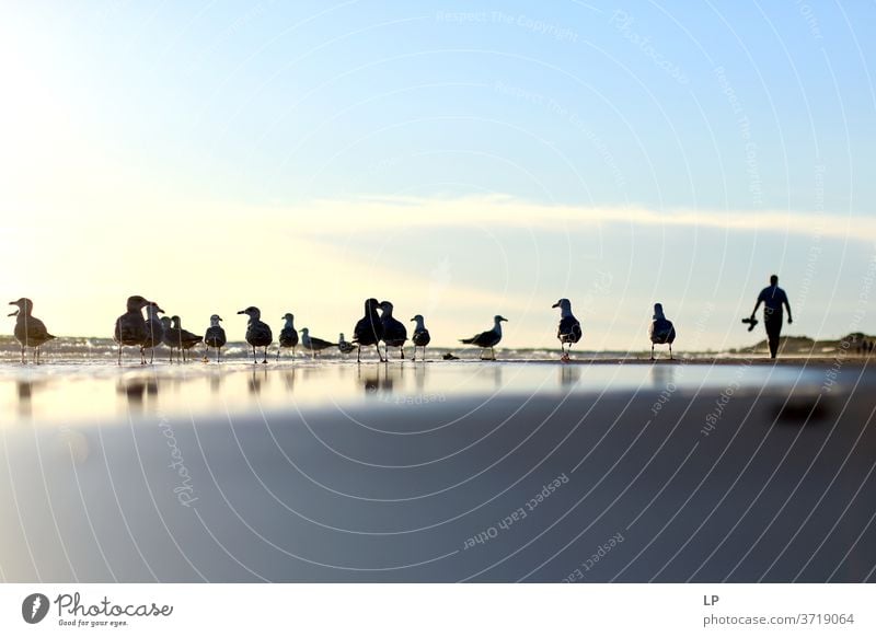 birds and a mank walking over a surface water Water reflection Reflection Animal Bird Swimming & Bathing Float in the water Lake Exterior shot Movement Observe