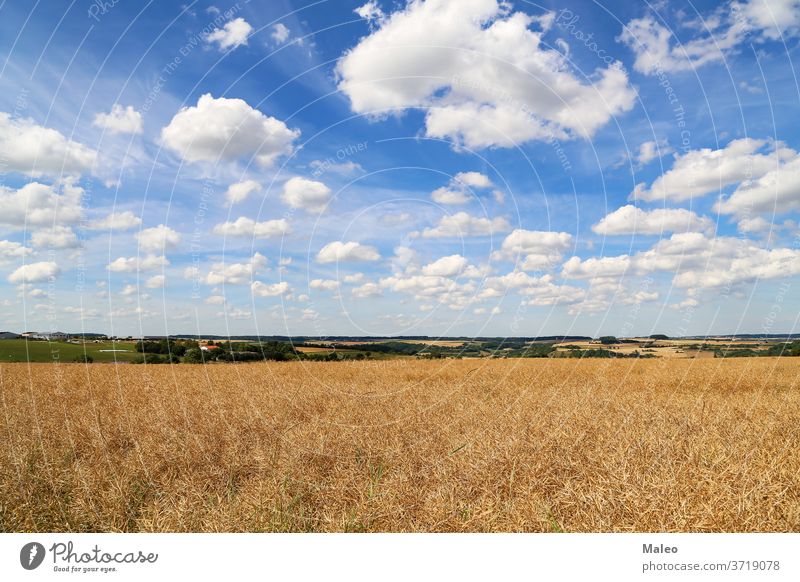 Golden ears of wheat growing in the field back normal background blue care country countryside environment freedom fresh air growth landscape nature life