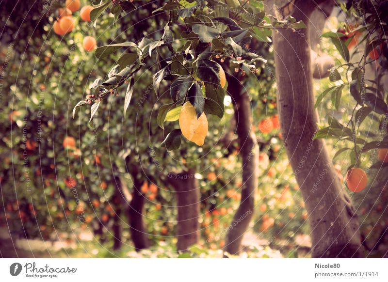 Mediterranean Garden Fruits II Nature Sun Summer Warmth Lemon Lemon tree Citrus fruits Majorca Plantation Sour vintage colours Retro Colours Colour photo