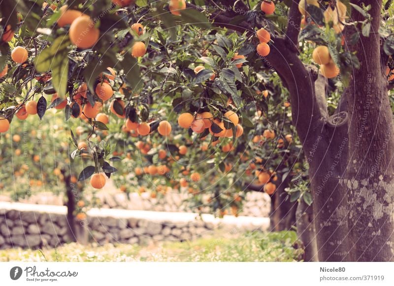 Mediterranean Garden Fruits I Environment Warmth Orange Plantation Horticulture Tree trunk Fruit trees Tire Mature Vintage Retro Colours Majorca Warm colour