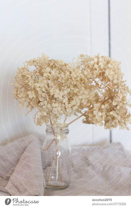 Light dried hydrangeas in a glass vase Garden bleed flowers Summer Plant Hydrangea Detail Colour photo Bright White Dried Dried flower Decoration Interior shot