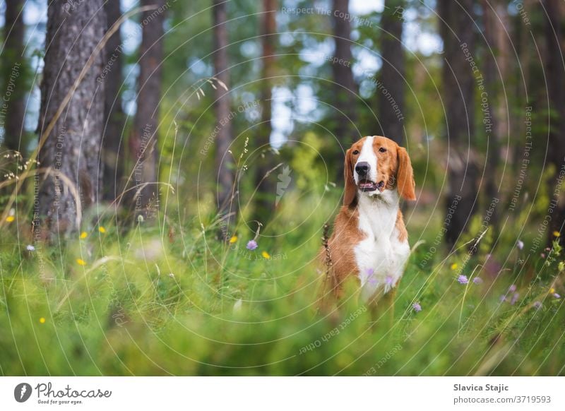 Portrait of a beautiful mixed bread dog sitting among grass and  flowers on summer sunny day, selective focus adorable animal background breed brown canine