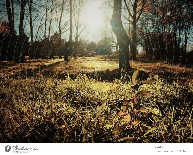 Open forest clearing Forest Autumn Sun Back-light luminescent Brilliant Sunlight flooded with light huts bushes forest soils Idyll Undergrowth thickets Warmth