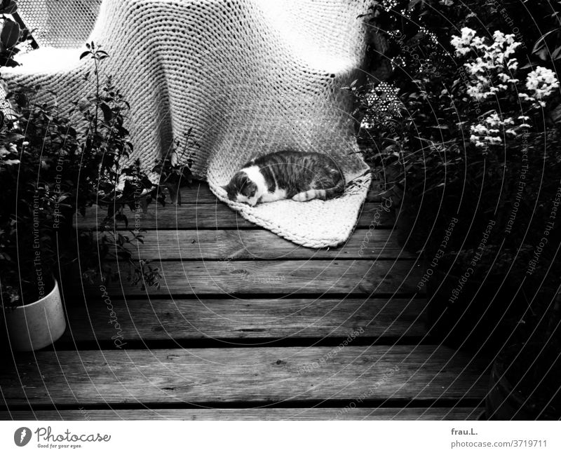 The cat found it strange that his favourite carpet was now covering the patio furniture, but a new place to sleep also brought some variety to his favourite twenty-hour daily activity.