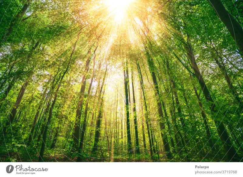 Sunbeams shining through tall green trees fresh bush springtime natural sunshine scenic sunny light bright scenery outdoor branch season wood area morning