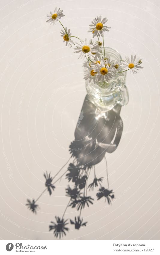 Bouquet of daisies in glass jar on white table at sunny day flower daisy blossom bouquet plant summer closeup chamomile bloom yellow floral green camomile petal