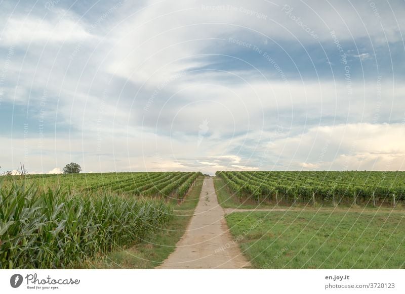 Vineyard to the horizon palatinate Rhineland-Palatinate Wine growing vines Wide angle Clouds Agriculture Sky green Idyll Landscape Lanes & trails Horizon