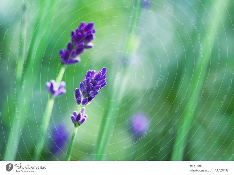 lavender Nature Summer Plant Bushes Blossom Lavender Fragrance Natural Violet Colour photo Exterior shot Deserted Copy Space right Contrast