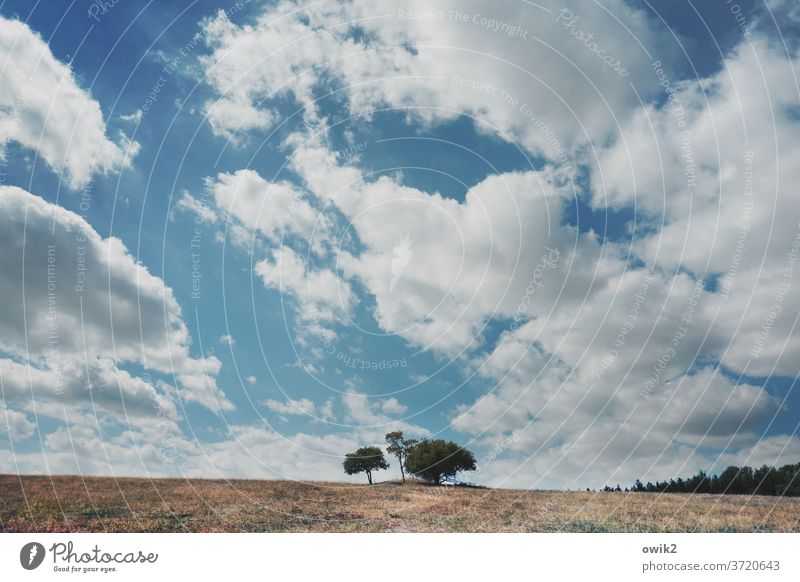 Nerds Environment Beautiful weather Deserted Growth Agriculture Summer Exterior shot Colour photo Blue Landscape Nature Clouds Lonely acre Field Sky Horizon