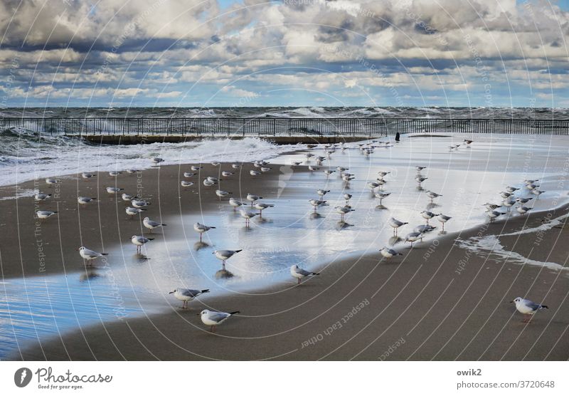 Positioning rehearsal silent Peaceful tranquillity gulls Reflection Baltic coast Kolobrzeg Kolberg Weather Summer Vacation & Travel vacation Longing Wanderlust