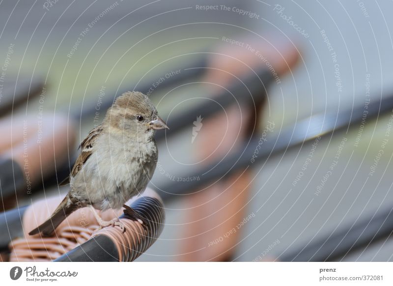 matz Environment Nature Animal Farm animal Bird 1 Brown Gray Sparrow Backrest Chair Sidewalk café Colour photo Exterior shot Deserted Copy Space top Morning