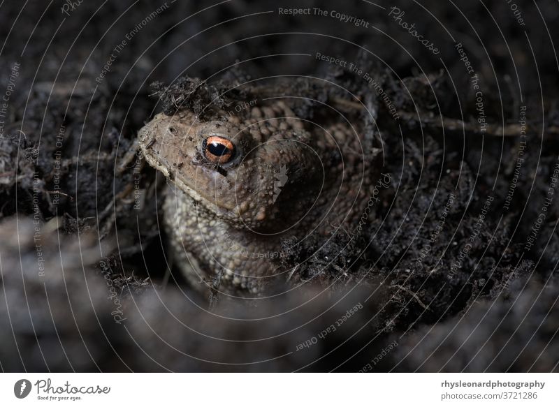 Central, Common toad hides under compost, exposes face. Toad hiding muddy orange eye vibrant camouflage natural habitat environment macro close up Copy space