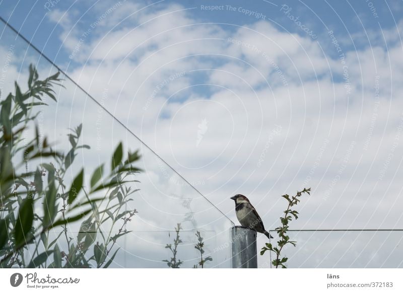 vantage point Places Bird Observe Wait Green Sparrow Vantage point Glass wall Colour photo Exterior shot Deserted Copy Space right Copy Space top Sunlight