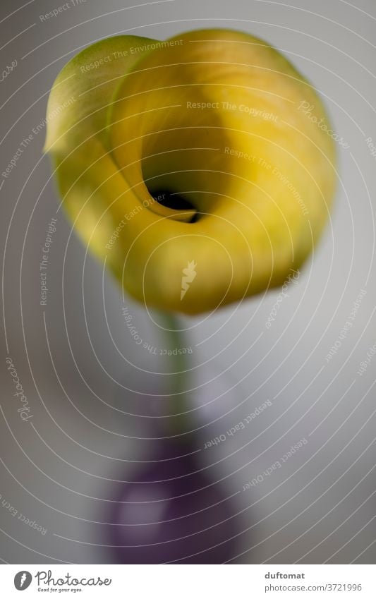 Calla flower yellow macro Calla Lilies callas lily yellow flower bleed Noble flora Nature Plant flowers Close-up Lily Blossom leave Macro (Extreme close-up)