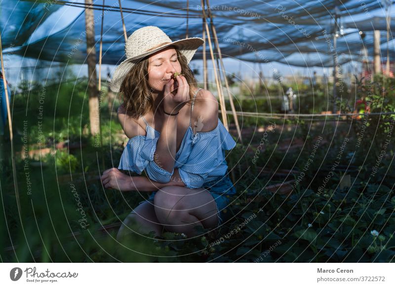 Young farmer woman smelling a freshly strawberry just picked from its plant with her eyes closed. Beautiful female wearing a hat and casual denim clothes crouching working on her organic garden.