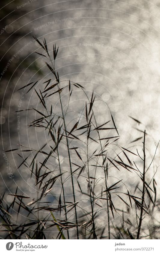 graphic | with grasses Art Plant Sunlight Beautiful weather Grass Foliage plant Hot Inspiration Moody Line Point Illustration Water Experimental Pattern