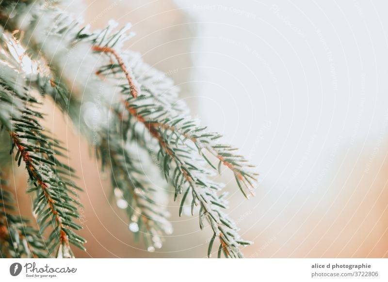 snow on a free tree branch Abstract Backgrounds Branch - Plant Part Bright Celebration Christmas Close-up Cold Temperature Coniferous Tree Copy Space Decoration