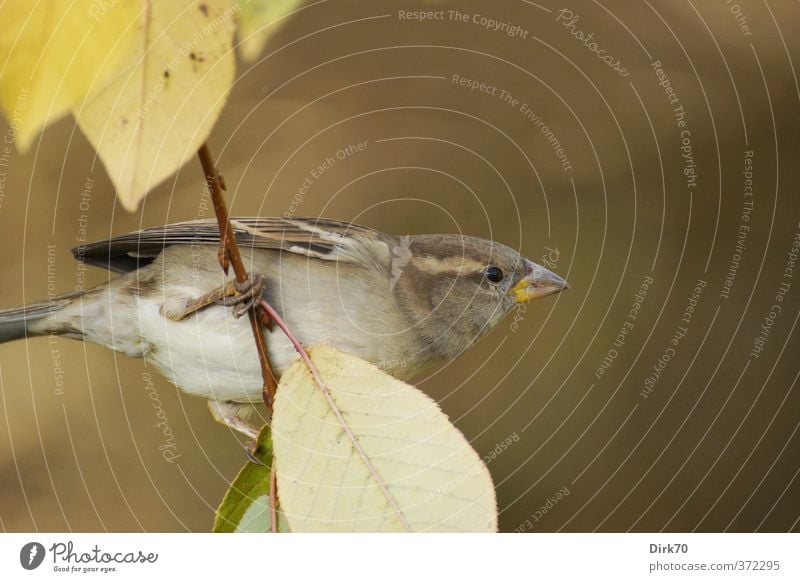 Branch performer, the second Plant Animal Autumn Beautiful weather Bushes Leaf Twigs and branches Garden Park Wild animal Bird Sparrow Songbirds 1 Observe Hang