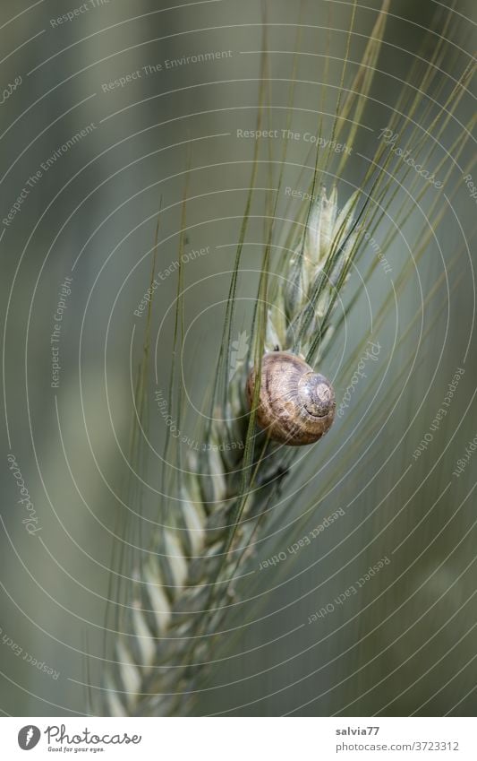 snail shell stuck to a rye ear Nature Grain ear Rye approximation Snail shell Crumpet Vineyard snail Protection Rest Forms and structures Structures and shapes