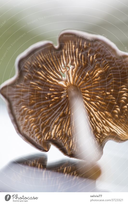 Anticipation | of the mushroom season Mushroom Nature Plant Autumn slats Shallow depth of field Close-up Mushroom cap edible mushrooms mushroom pick