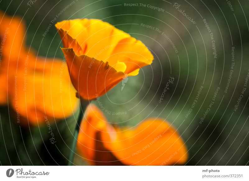 California Poppy Nature Plant Summer Poppy blossom Corn poppy Green Orange Colour photo Deserted