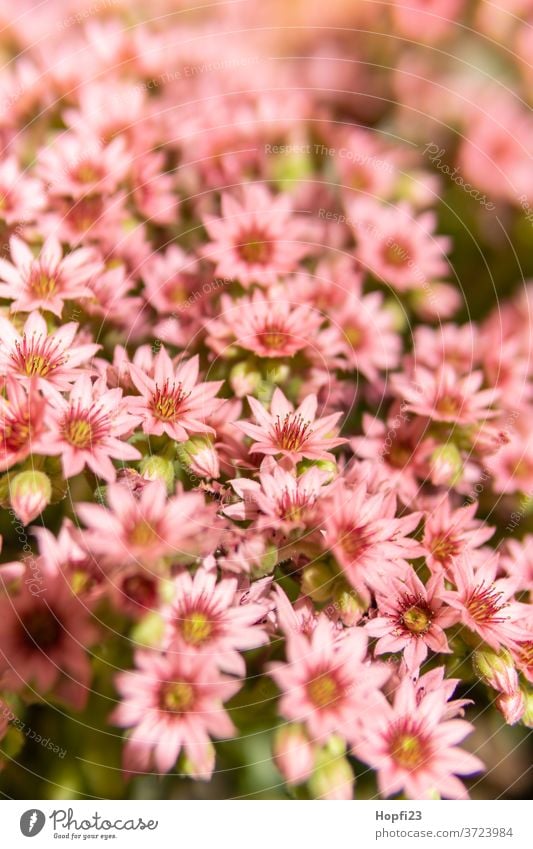 houseleek flowers housewort plants Succulent plants Plant Colour photo green Nature Close-up Decoration Detail already Botany Garden natural succulent