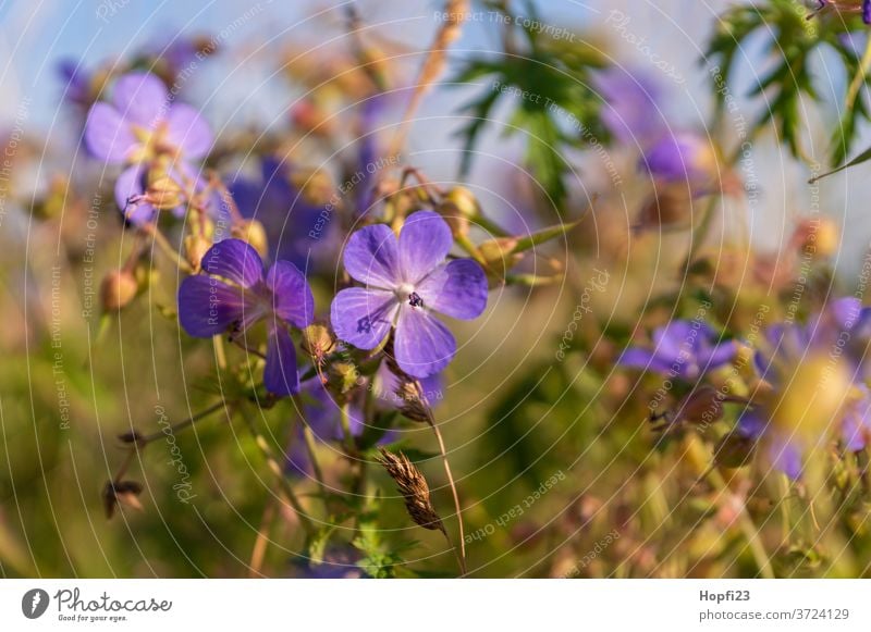 Meadow cranesbill Geranium pratense flowers Plant Nature bleed Exterior shot Colour photo green Shallow depth of field Blossoming Violet Blur Summer Deserted