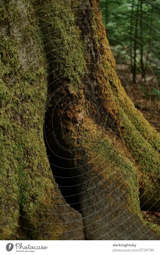 Tree trunk of a beech with lots of moss in the forest fagus beeches Forest Moss Nature roots wood natural Stick rootstock Colour photo Environment flaked Day