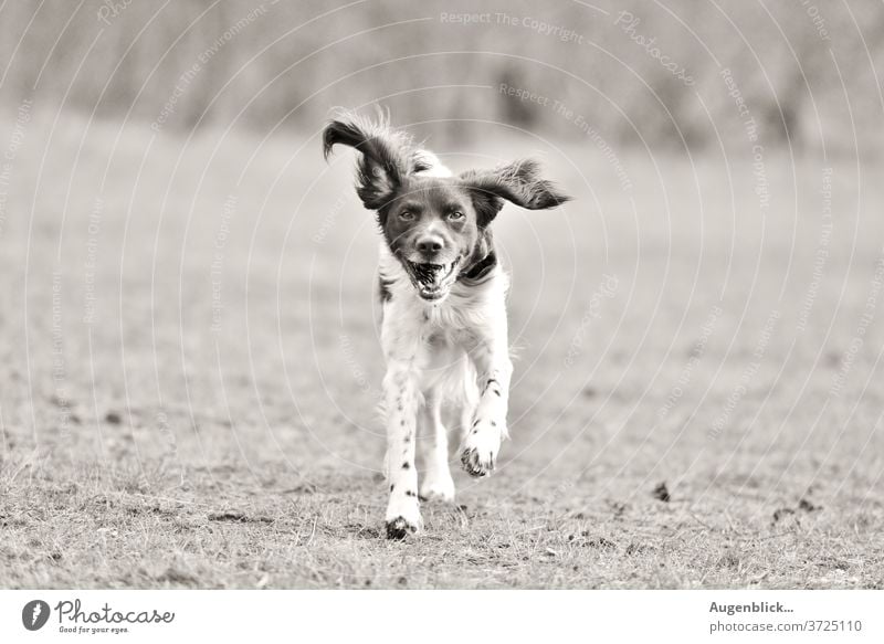 playing dog in the garden happy dog Dog Walk the dog Field To go for a walk flying ears best friend Pelt Pet Animal portrait