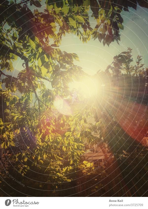 Sunset between trees, leaves and roofs Nature Light Back-light Sunlight Colour photo Sky Evening Deserted Plant Window Exterior shot Beautiful weather Twilight