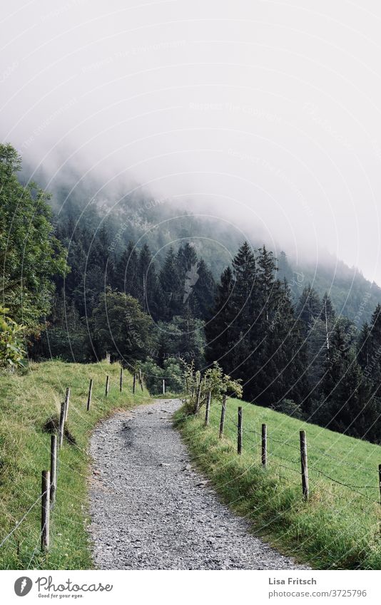 path - nature - fog - forest - green Forest Fog Lanes & trails Nature already Nature reserve Vacation mood Vacation & Travel Austria Hiking Promenade stroll