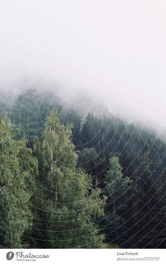 Forest - Fog Trees in the lake already somber Mysterious secret Nature Nature reserve nature conservation Environment Freedom Experience Breathe